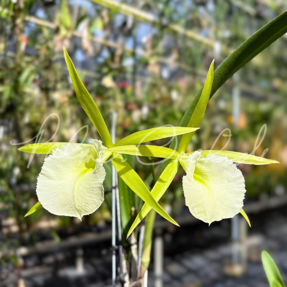 Rcv. Jimminey Cricket — Palmer Orchids
